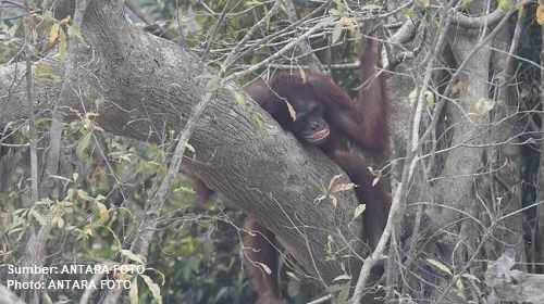 BKSDA Tanggapi Video Viral Orang Utan yang Memprihatinkan di Lokasi Tambang
